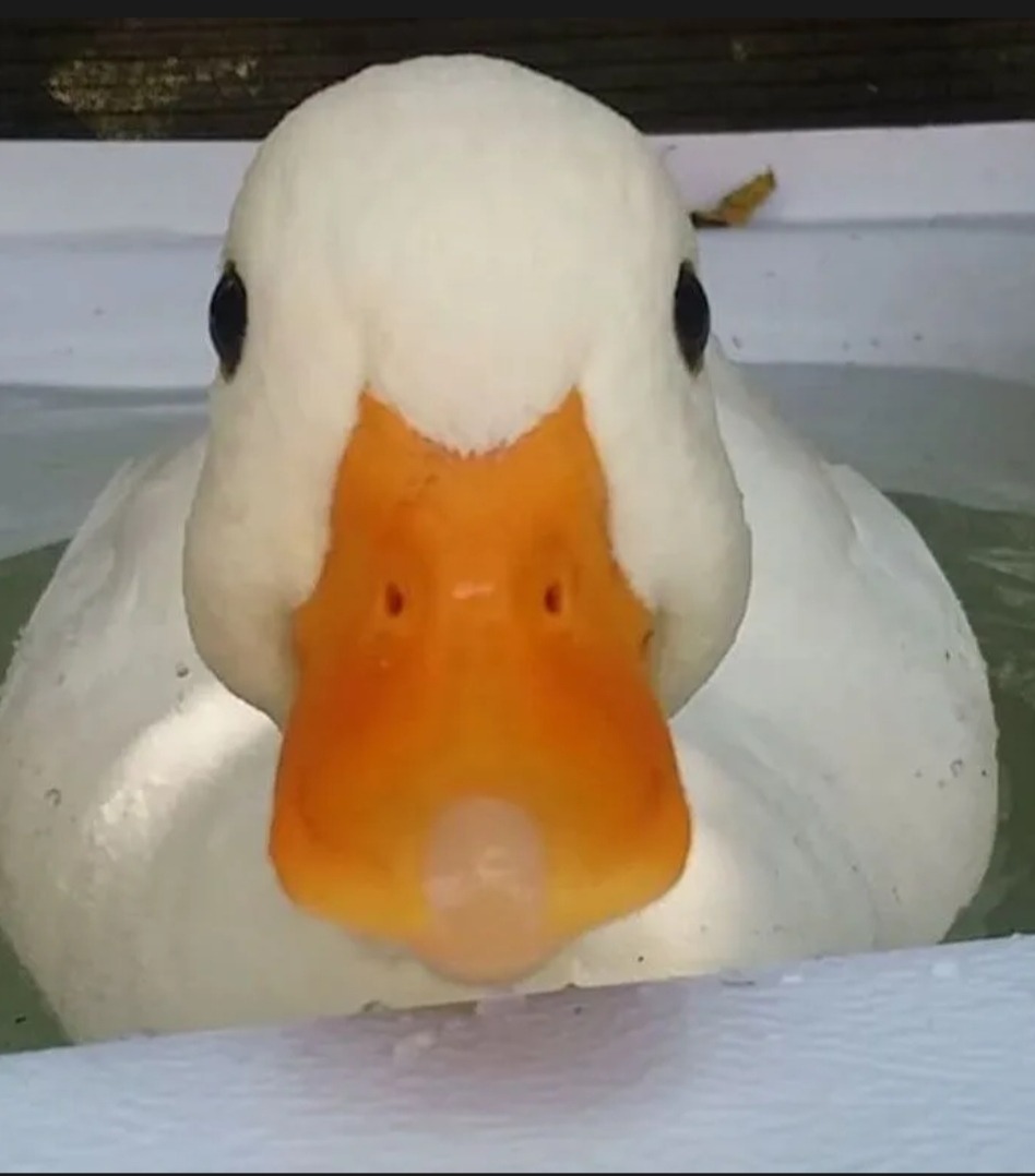 Profil de Nouredine, 21 ans, Échangiste à Ell