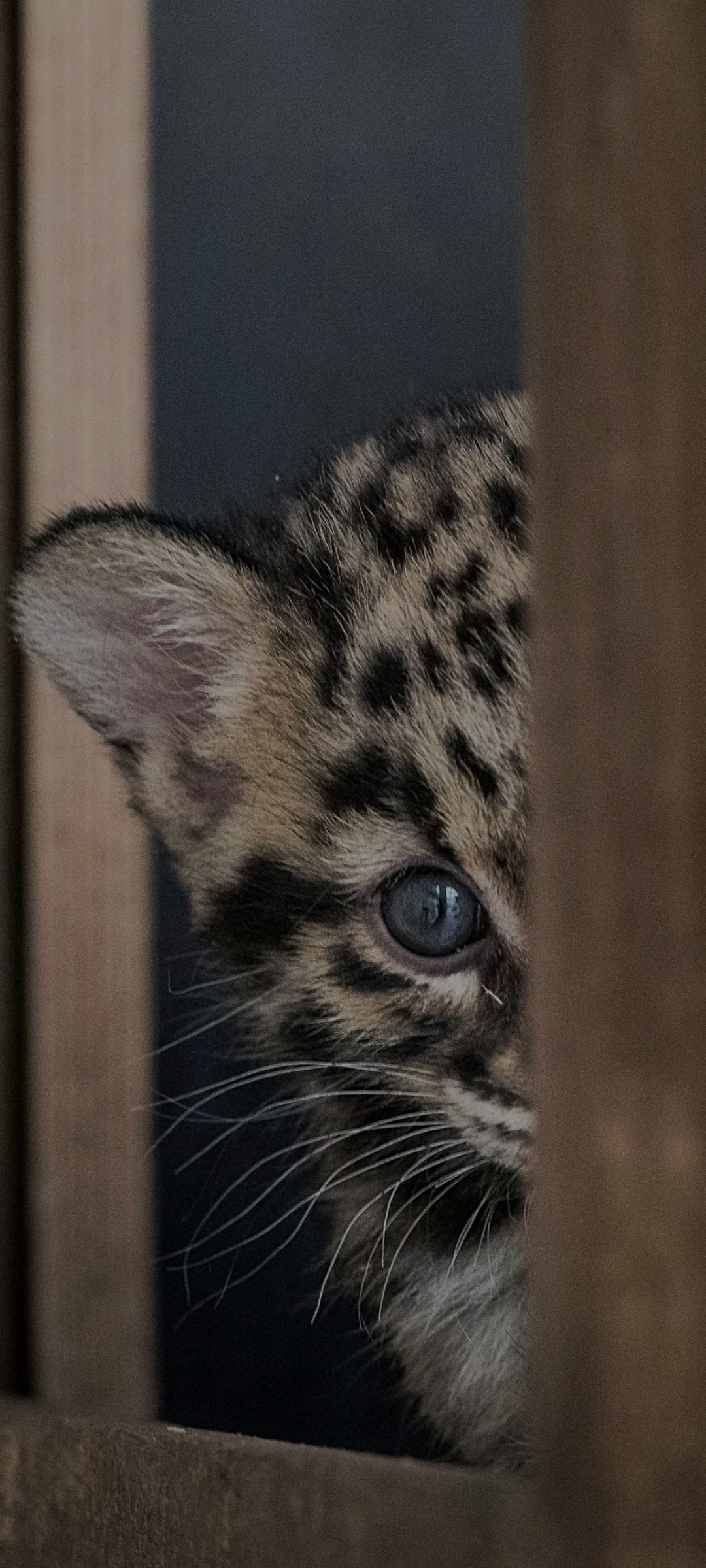 Profil de Arif, 39 ans, Échangiste à Roder